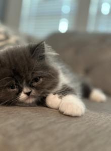 Sox - Persian Kitten For Sale - Fulshear, TX, US Sox - Persian Kitten For Sale - Fulshear, TX, US