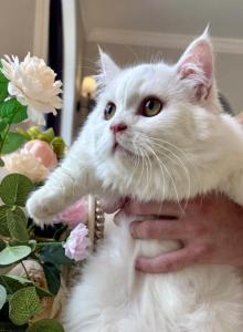 Munchkin White Male - Munchkin Kitten For Sale - Orlando&comma; FL&comma; US