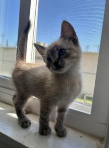 Ash - Siamese Kitten For Sale - Riverside, CA, US Ash - Siamese Kitten For Sale - Riverside, CA, US