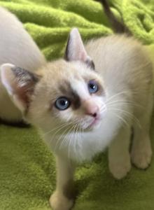 Snows Snowshoe - Snowshoe Kitten For Sale - Moneta&comma; VA&comma; US
