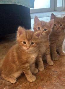 Theo Leo Thor - Maine Coon Kitten For Sale - Cooper City, FL, US Theo Leo Thor - Maine Coon Kitten For Sale - Cooper City, FL, US