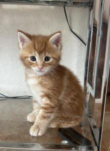 Mia - Maine Coon Kitten For Sale - Cooper City&comma; FL&comma; US