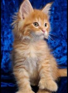 Orange Polydactyl Maine Coon - Maine Coon Kitten For Sale - Reisterstown, MD, US Orange Polydactyl Maine Coon - Maine Coon Kitten For Sale - Reisterstown, MD, US
