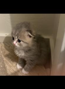 Bartholomew Beau Bitsy and Braun - Scottish Fold Kitten For Sale - Surprise, AZ, US Bartholomew Beau Bitsy and Braun - Scottish Fold Kitten For Sale - Surprise, AZ, US