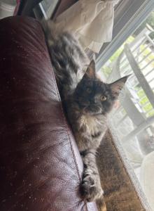 Freya black smoke - Maine Coon Kitten For Sale - St&period; Louis&comma; MO&comma; US