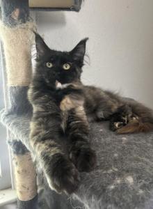 Fawn dark torti - Maine Coon Kitten For Sale - St&period; Louis&comma; MO&comma; US