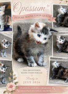 Opossum - Maine Coon Kitten For Sale - Bushnell&comma; IL&comma; US