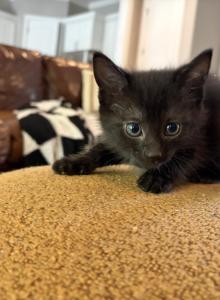 TBD - Polydactyl Kitten For Adoption - Nashville&comma; TN&comma; US