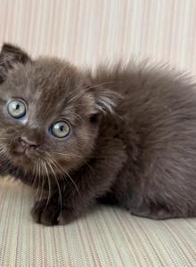 Scottish Fold Chocolate Male - Scottish Fold Kitten For Sale - Orlando&comma; FL&comma; US