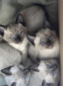 Diors kittens - Siamese Kitten For Sale - Middletown&comma; CT&comma; US