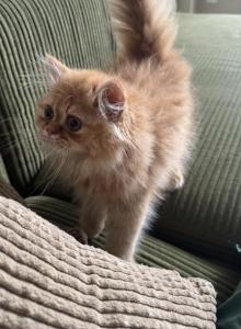 Persian Kittens - Persian Kitten For Sale - Austin&comma; TX&comma; US