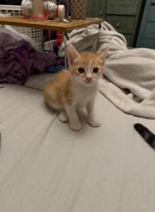 Jack - Siamese Kitten For Sale - Long Beach, CA, US Jack - Siamese Kitten For Sale - Long Beach, CA, US