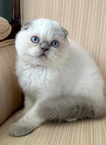 Scottish Fold Color Point Male - Scottish Fold Kitten For Sale - Orlando&comma; FL&comma; US
