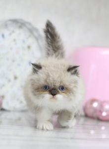 Duchess Blue Eyes - Persian Kitten For Adoption - Roseville&comma; CA&comma; US