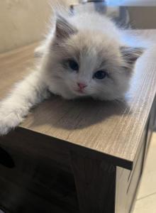 Gaston - Ragdoll Kitten For Sale - San Diego, CA, US Gaston - Ragdoll Kitten For Sale - San Diego, CA, US