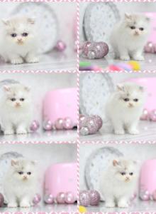 PENDING Marie Blue Eyes - Persian Kitten For Sale - Roseville, CA, US PENDING Marie Blue Eyes - Persian Kitten For Sale - Roseville, CA, US