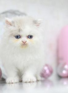 Marie Blue Eyes - Persian Kitten For Sale - Roseville&comma; CA&comma; US