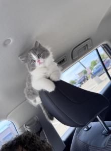 Grey and white female Persian ragdoll - Persian Kitten For Sale - McKinney, TX, US Grey and white female Persian ragdoll - Persian Kitten For Sale - McKinney, TX, US