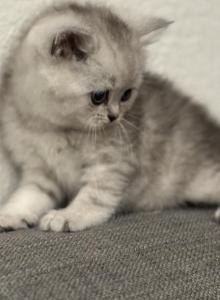 Scottish straight - Scottish Straight Kitten For Sale - Sacramento&comma; CA&comma; US