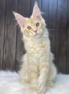 Lola - Maine Coon Kitten For Adoption - Seattle, WA, US Lola - Maine Coon Kitten For Adoption - Seattle, WA, US