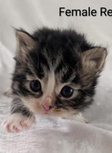Siberian Kittens Gerty and Jonsey had kittens - Siberian Kitten For Sale - Milan, MI, US Siberian Kittens Gerty and Jonsey had kittens - Siberian Kitten For Sale - Milan, MI, US