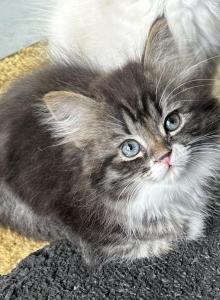 Lucky - Siberian Kitten For Sale - Milton Freewater, OR, US Lucky - Siberian Kitten For Sale - Milton Freewater, OR, US