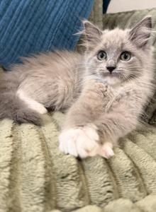 Belle - Ragdoll Kitten For Sale - Ozark, MO, US Belle - Ragdoll Kitten For Sale - Ozark, MO, US