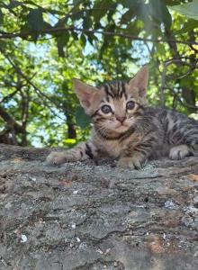Timon - Bengal Kitten For Sale - Needmore, PA, US Timon - Bengal Kitten For Sale - Needmore, PA, US