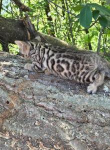 Timon - Bengal Kitten For Sale - Needmore&comma; PA&comma; US
