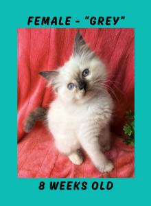 Cheesecake & Cracker Jack Litter - Ragdoll Kitten For Sale - Wimauma, FL, US Cheesecake & Cracker Jack Litter - Ragdoll Kitten For Sale - Wimauma, FL, US