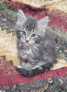 Dutchess's litter - Maine Coon Kitten For Sale - Chickamauga, GA, US Dutchess's litter - Maine Coon Kitten For Sale - Chickamauga, GA, US