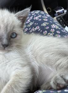 Baylee - Ragdoll Kitten For Sale - Riverside&comma; CA&comma; US