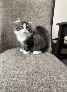READY to MOVE OUT Boy Siberian Purebred - Siberian Kitten For Sale - Old Bridge, NJ, US READY to MOVE OUT Boy Siberian Purebred - Siberian Kitten For Sale - Old Bridge, NJ, US