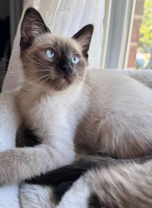 Frodo - Siamese Kitten For Adoption - Staten Island, NY, US Frodo - Siamese Kitten For Adoption - Staten Island, NY, US
