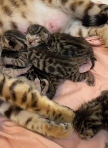 Litter of 5 one snow bengal - Bengal Kitten For Sale - Raeford, NC, US Litter of 5 one snow bengal - Bengal Kitten For Sale - Raeford, NC, US