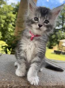 Umka Everest - Maine Coon Kitten For Sale - Fort Madison, IA, US Umka Everest - Maine Coon Kitten For Sale - Fort Madison, IA, US