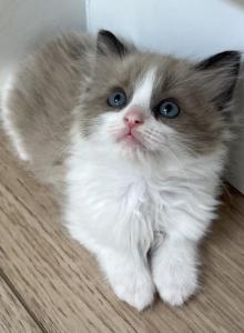 Seal Mink Bicolor Ragdoll Boy - Ragdoll Kitten For Sale - Vancouver, WA, US Seal Mink Bicolor Ragdoll Boy - Ragdoll Kitten For Sale - Vancouver, WA, US
