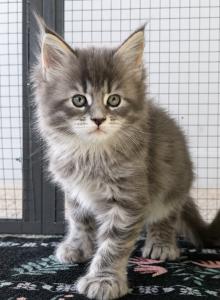 Emma1 - Maine Coon Kitten For Sale - Perry, FL, US Emma1 - Maine Coon Kitten For Sale - Perry, FL, US