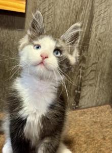 Bentley - Maine Coon Kitten For Sale - Rogersville, MO, US Bentley - Maine Coon Kitten For Sale - Rogersville, MO, US