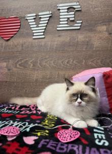 Rick - Ragdoll Kitten For Adoption - Peoria&comma; IL&comma; US