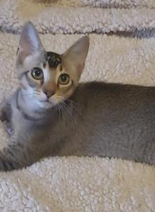 Ruddy Male - Abyssinian Kitten For Sale - San Antonio, TX, US Ruddy Male - Abyssinian Kitten For Sale - San Antonio, TX, US