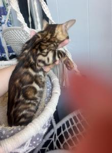 Shiva - Bengal Kitten For Sale - Phila, PA, US Shiva - Bengal Kitten For Sale - Phila, PA, US
