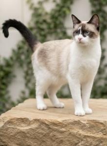 Priscilla - Snowshoe Kitten For Sale - Carmel, NJ, US Priscilla - Snowshoe Kitten For Sale - Carmel, NJ, US