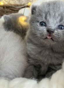 Jazzy Blue Boy - British Shorthair Kitten For Sale - Providence, RI, US Jazzy Blue Boy - British Shorthair Kitten For Sale - Providence, RI, US