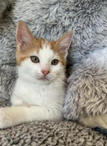 Napoleon - Polydactyl Kitten For Sale - Prior Lake, MN, US Napoleon - Polydactyl Kitten For Sale - Prior Lake, MN, US