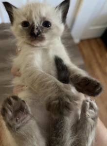 Female Siamese - Domestic Kitten For Sale - Sherman Oaks, CA, US Female Siamese - Domestic Kitten For Sale - Sherman Oaks, CA, US