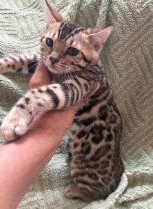 Lumi brown female 1 - Bengal Kitten For Sale - Mills River, NC, US Lumi brown female 1 - Bengal Kitten For Sale - Mills River, NC, US