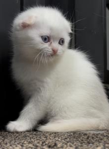 White lady - Scottish Fold Kitten For Sale - Fairview, NJ, US White lady - Scottish Fold Kitten For Sale - Fairview, NJ, US