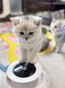 Jack - British Shorthair Kitten For Sale - Las Vegas, NV, US Jack - British Shorthair Kitten For Sale - Las Vegas, NV, US