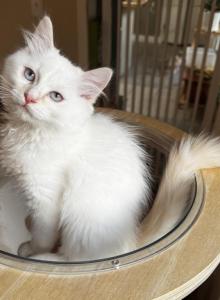 Electric - Ragdoll Kitten For Sale - Columbia, MO, US Electric - Ragdoll Kitten For Sale - Columbia, MO, US